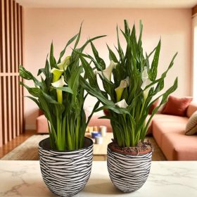 Hófehér Kála díszcsomagolásban