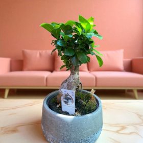   Ficus Ginseng kaspós – a mini fa, ami karaktert visz a térbe 