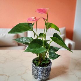   Anthurium 'Dynamite Red' – élénk energia otthonra és ajándékba (Flamingóvirág)