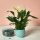 Spathiphyllum 'Sweet Paco' – lélegzetelállító tisztaság (Vitorlavirág)