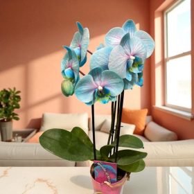   Phalaenopsis 'Blue Cascade' – mesés színek modern terekbe (Lepkeorchidea)
