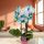 Phalaenopsis 'Blue Cascade' – mesés színek modern terekbe (Lepkeorchidea)