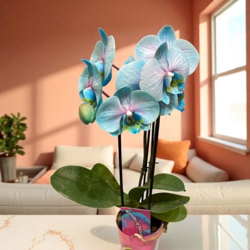 Phalaenopsis 'Blue Cascade' – mesés színek modern terekbe (Lepkeorchidea)