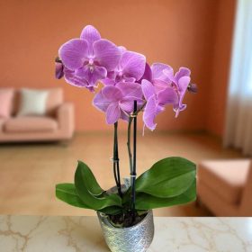   Phalaenopsis 'Pink Cascade' – elegáns ajándék rózsaszínben (Lepkeorchidea)