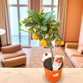   Calamondine citrus – mediterrán életérzés otthonra (Törpe narancsfa)