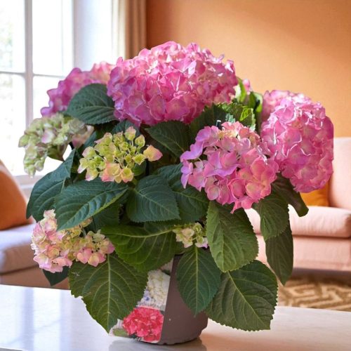 Hydrangea Magical – színjátszó hortenzia bokor (Hortenzia)
