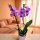 PHALAENOPSIS 2 ÁGÚ ORCHIDEA 