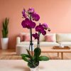 PHALAENOPSIS 2 ÁGÚ ORCHIDEA 
