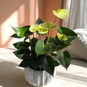 ANTHURIUM 'ALPINE WHITE' -Flamingóvirág