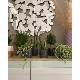   Back to School növénypakk – Friss lendület az iskolakezdéshez