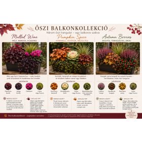 Mulled Wine – készre ültetett őszi balkonládábavaló