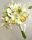 Orchideacsokor