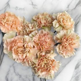 Barack színű szegfű Sírcsokor